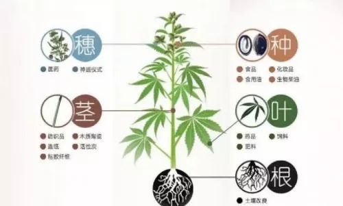 纺织面料中<strong>抗菌</strong>效果最好的竟然是它